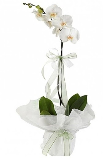 Tekli Beyaz Orkide  Sivas iek sat 