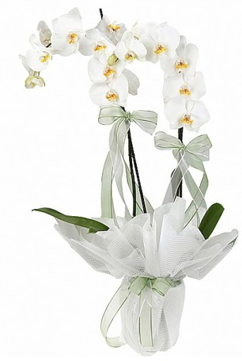 ift Dall Beyaz Orkide  Sivas cicekciler , cicek siparisi 