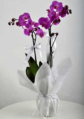 ift dall saksda mor orkide iei  Sivas internetten iek sat 