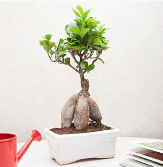 Exotic Ficus Bonsai ginseng  Sivas anneler gn iek yolla 