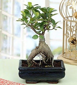 Appealing Ficus Ginseng Bonsai  Sivas cicekciler , cicek siparisi 