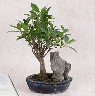 Japon aac Evergreen Ficus Bonsai  Sivas online ieki , iek siparii 