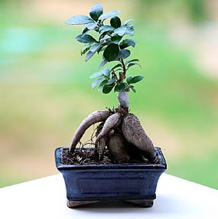 Marvellous Ficus Microcarpa ginseng bonsai  Sivas internetten iek sat 