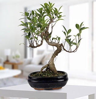 Gorgeous Ficus S shaped japon bonsai  Sivas iek maazas , ieki adresleri 