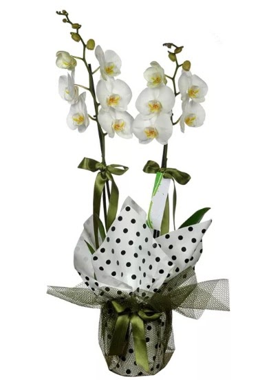 ift Dall Beyaz Orkide  Sivas cicek , cicekci 