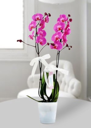 Çift dallı mor orkide  Sivas çiçekçi mağazası 