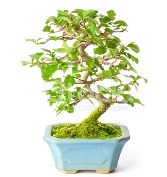 S zerkova bonsai ksa sreliine  Sivas yurtii ve yurtd iek siparii 