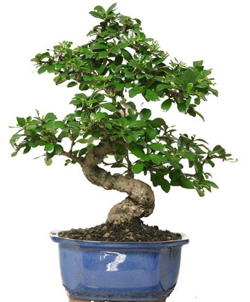 21 ile 25 cm arası özel S bonsai japon ağacı  Sivas çiçek gönderme sitemiz güvenlidir 