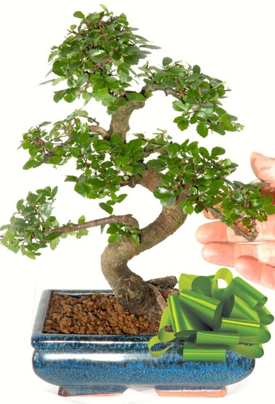 Yaklak 25 cm boyutlarnda S bonsai  Sivas ucuz iek gnder 