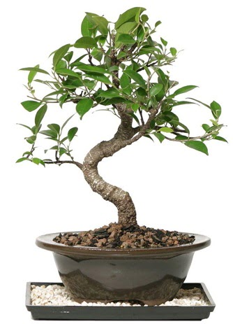 Altn kalite Ficus S bonsai  Sivas iek gnderme sitemiz gvenlidir  Sper Kalite