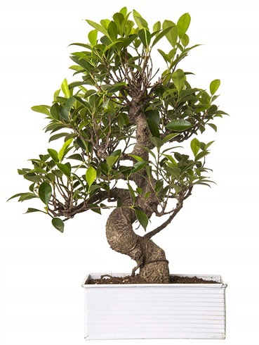 Exotic Green S Gvde 6 Year Ficus Bonsai  Sivas online ieki , iek siparii 