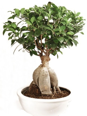 Ginseng bonsai japon aac ficus ginseng  Sivas yurtii ve yurtd iek siparii 