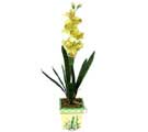 Özel Yapay Orkide Sari  Sivas güvenli kaliteli hızlı çiçek 