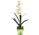 Özel Yapay Orkide Beyaz   Sivas kaliteli taze ve ucuz çiçekler 