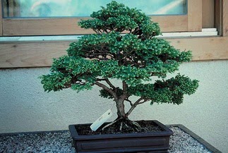 ithal bonsai saksi çiçegi  Sivas cicek , cicekci 