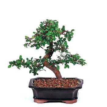 ithal bonsai saksi çiçegi  Sivas internetten çiçek satışı 