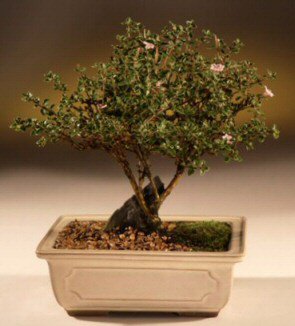 ithal bonsai saksi çiçegi  Sivas hediye sevgilime hediye çiçek 