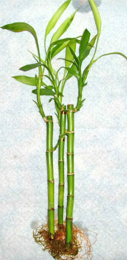 Lucky Bamboo 3 adet vazo hediye edilir   Sivas internetten iek siparii 