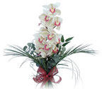  Sivas ucuz çiçek gönder  Dal orkide ithal iyi kalite