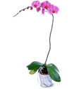  Sivas çiçek siparişi vermek  Orkide ithal kaliteli orkide 