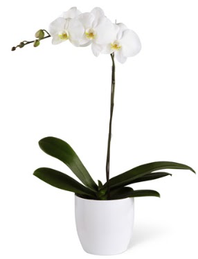 1 dallı beyaz orkide  Sivas cicek , cicekci 