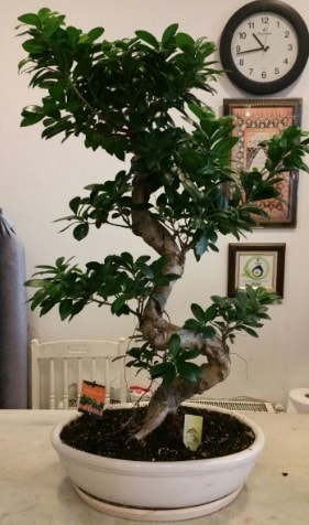100 cm yüksekliğinde dev bonsai japon ağacı  Sivas yurtiçi ve yurtdışı çiçek siparişi 