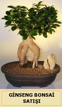 İthal Ginseng bonsai satışı japon ağacı  Sivas ucuz çiçek gönder 