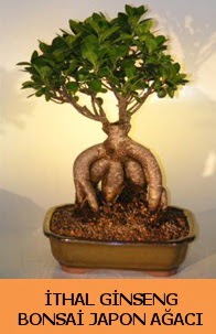 İthal japon ağacı ginseng bonsai satışı  Sivas yurtiçi ve yurtdışı çiçek siparişi 