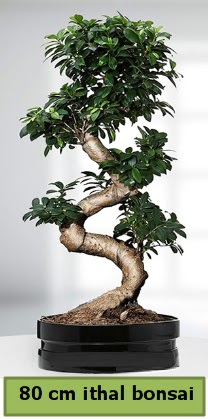 80 cm özel saksıda bonsai bitkisi  Sivas çiçek gönderme sitemiz güvenlidir 