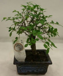 Minyatür ithal japon ağacı bonsai bitkisi  Sivas çiçek yolla 