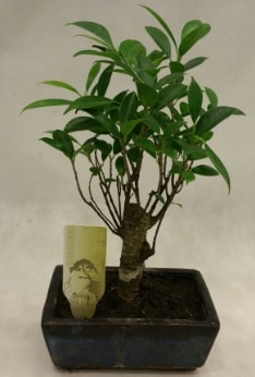 Japon ağacı bonsai bitkisi satışı  Sivas çiçek gönderme sitemiz güvenlidir 