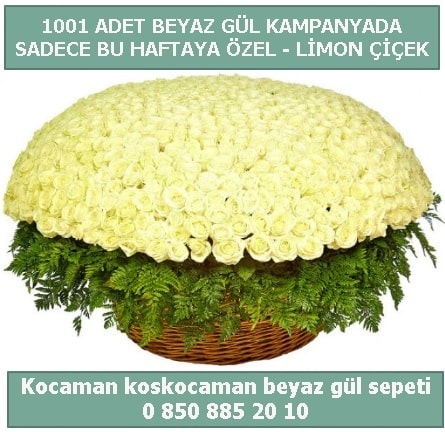 1001 adet beyaz gül sepeti özel kampanyada  Sivas online çiçekçi , çiçek siparişi 