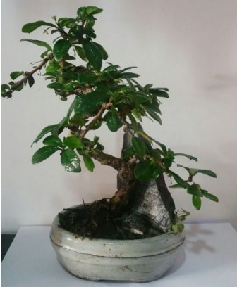 S şeklinde ithal bonsai ağacı  Sivas çiçek yolla , çiçek gönder , çiçekçi  