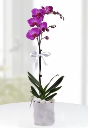 Tek dallı saksıda mor orkide çiçeği  Sivas çiçekçi mağazası 