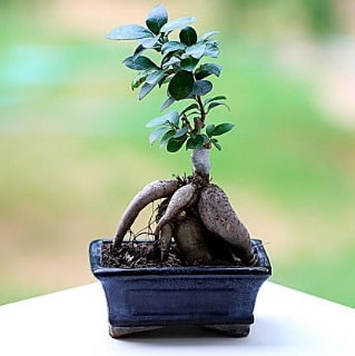 Marvellous Ficus Microcarpa ginseng bonsai  Sivas internetten çiçek satışı 