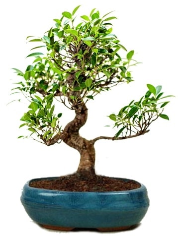 25 cm ile 30 cm aralığında Ficus S bonsai  Sivas online çiçekçi , çiçek siparişi 