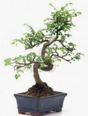 S gövde bonsai minyatür ağaç japon ağacı  Sivas çiçek yolla 
